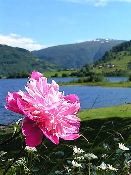 Nature norvègienne