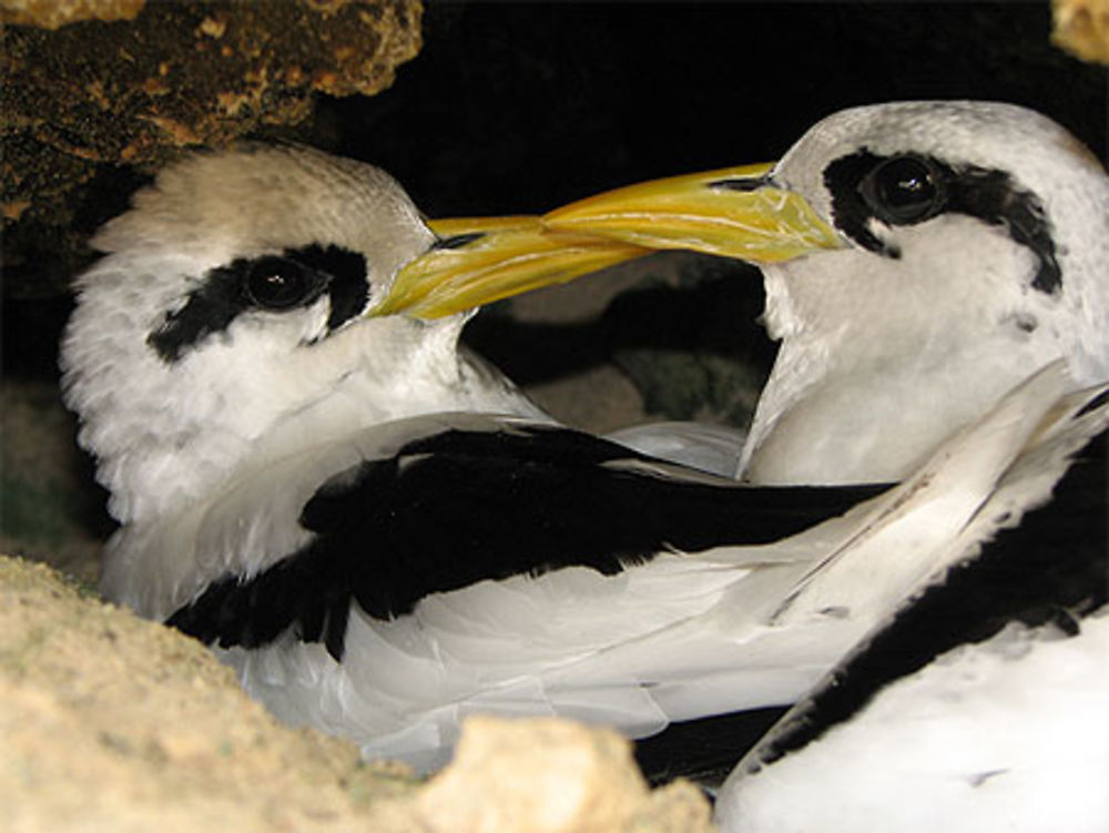 Nid de Paille en Queue dans les falaises 