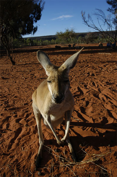 Kangaroo King's Creek Kangaroo King's Creek