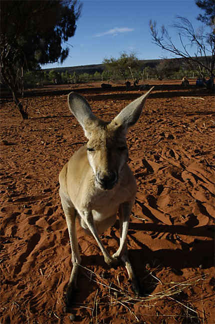 Kangaroo King's Creek