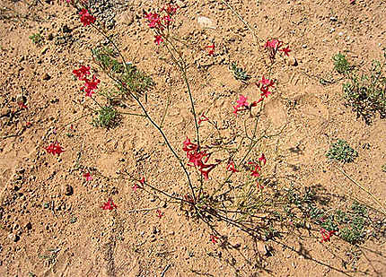 Fleurs dans le désert