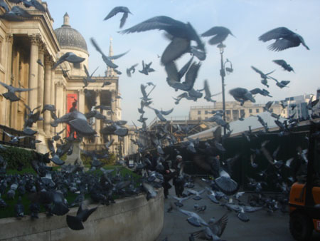 Les pigeons aussi aiment la peinture Les pigeons aussi aiment la peinture