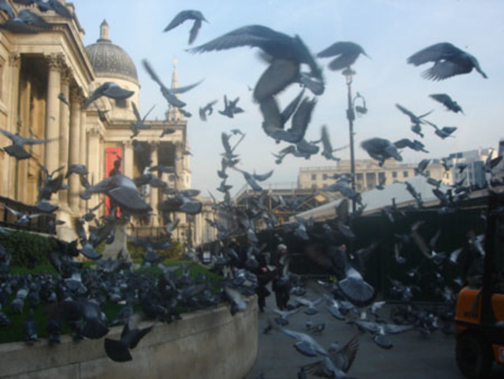 Les pigeons aussi aiment la peinture