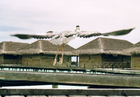 Medhufushi Island Resort