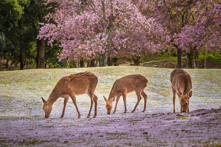 Parc de Nara