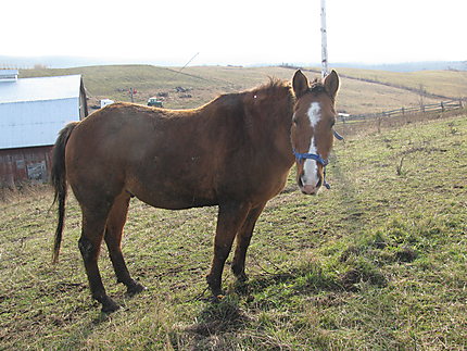 Cheval à St-Octave-de-Métis