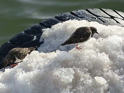 Petits oiseaux de mer sur glace 