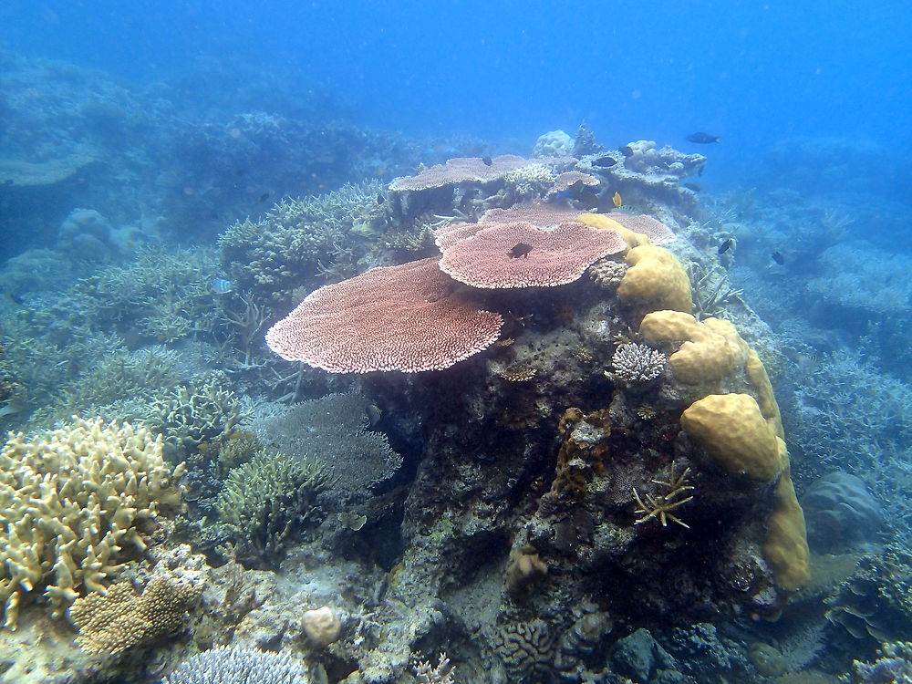 Fonds marins, corail dans les Îles Anambas