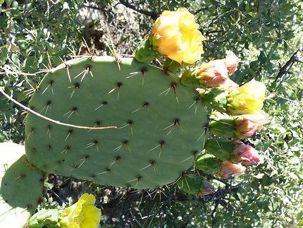 Cactus en fleurs