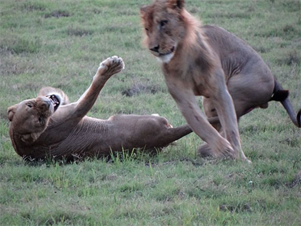 Couple de lions en pétard