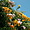 En juin les bougainvillés sont en fleurs à Faro (Algarve - Portugal)