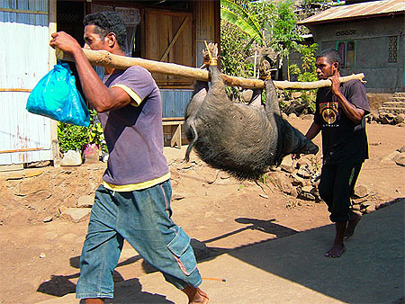 Le cochon passe à la trappe... Le cochon passe à la trappe...