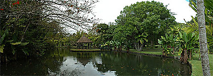 Maurice - Jardin de Pamplemousses