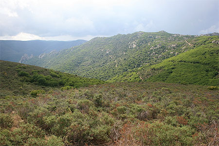 Maquis Maquis