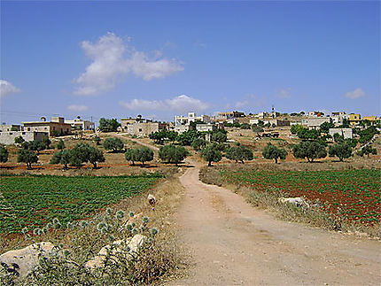 syrie paysage