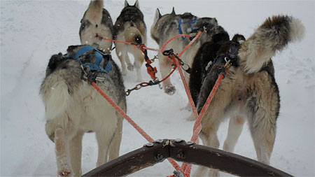 Chiens de traineau à Savukoski Chiens de traineau à Savukoski