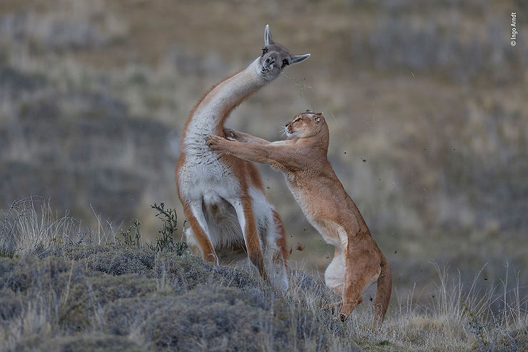 Puma attaquant un guanaco, Région de Torres del Paine, Chili