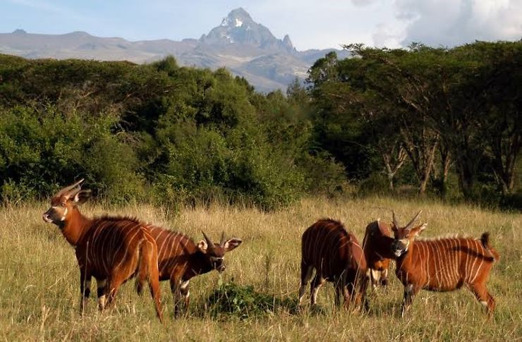 Le parc national du mont Kenya