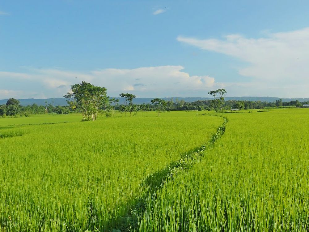 Parc de Chitwan - Népal