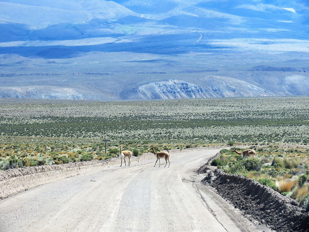 Altiplano, Chili