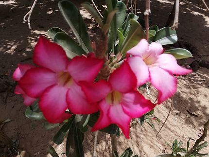 Fleur du Siné Saloum 