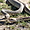 Serpents au Carlsbad Caverns National Park