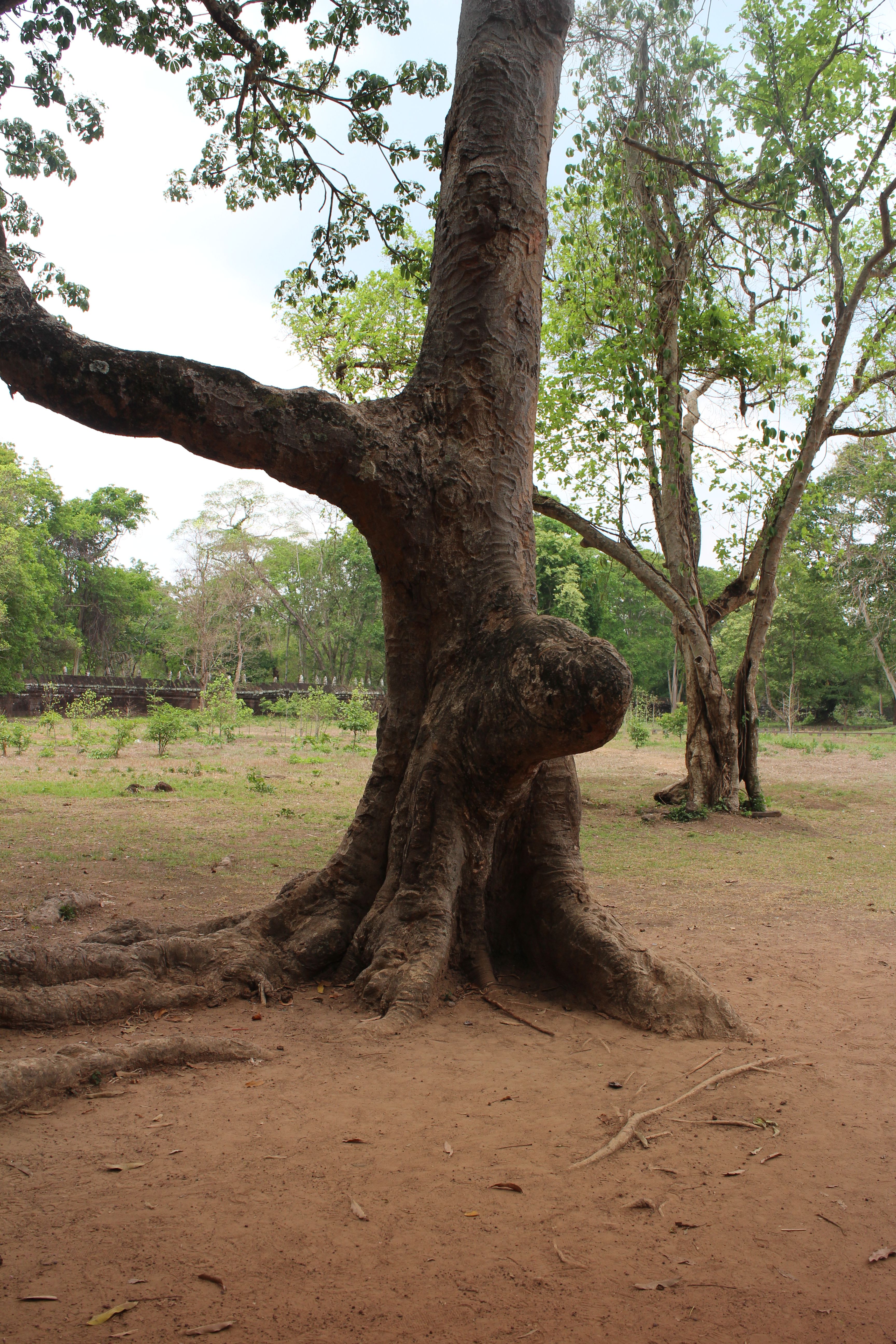 Arbre étrange à Koh Ker Arbre étrange à Koh Ker