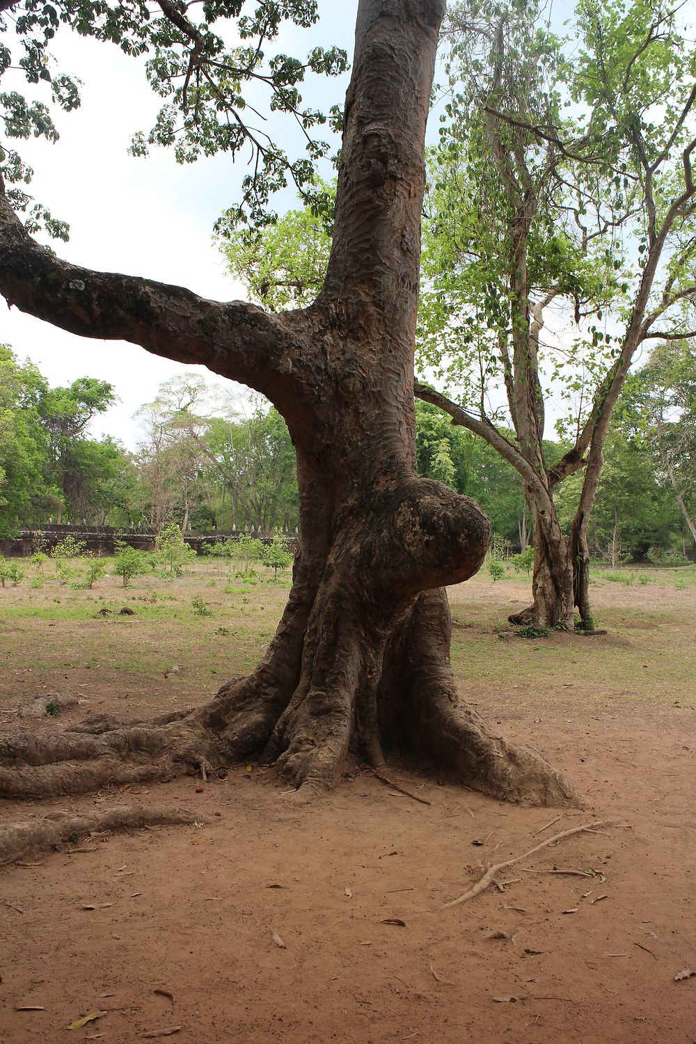 Arbre étrange à Koh Ker