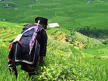 Hmong noire dans les rizières - Sapa, Vietnam