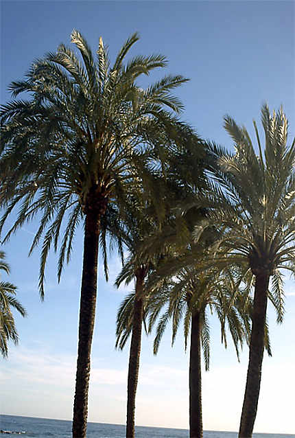 Plage de Marbella - palmiers