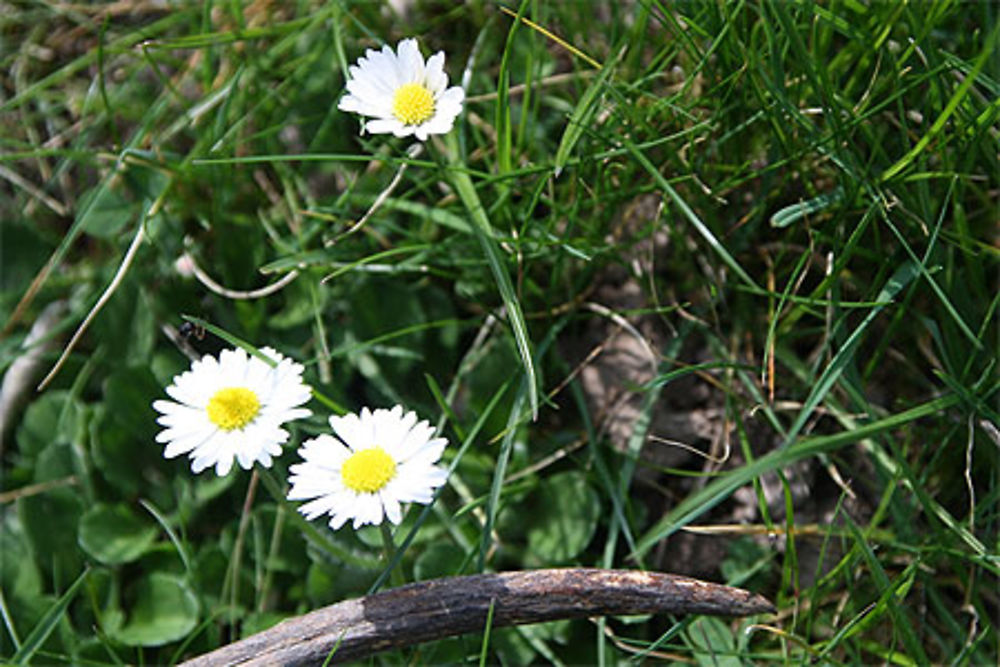 Margueritte