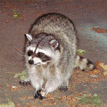Un raton laveur à Stanley Park Un raton laveur à Stanley Park