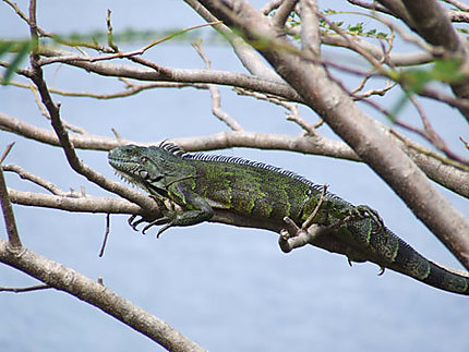 Iguane sur son arbre perché