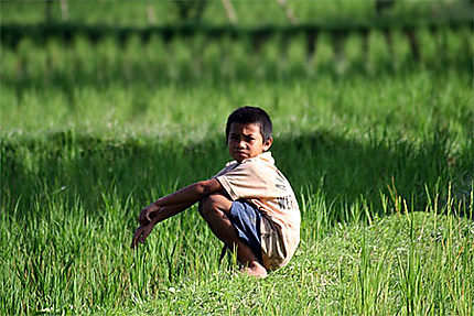 Enfant dans les rizières