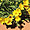 Des fleurs dans Monument Valley