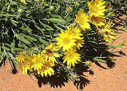 Des fleurs dans Monument Valley