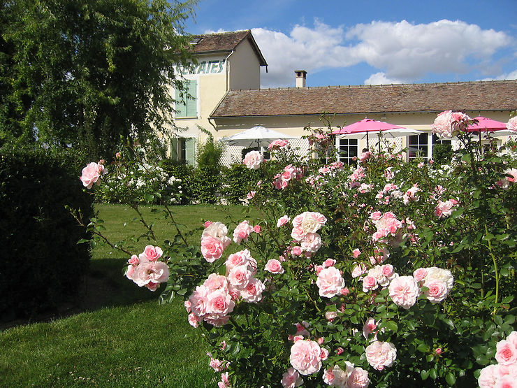 La légendaire « rose de Provins »