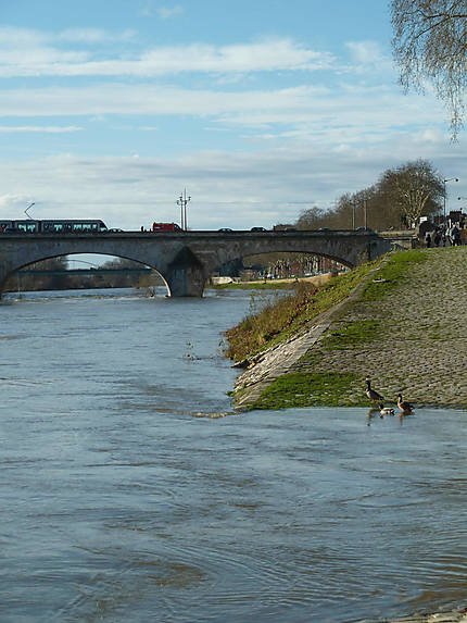 Canards en bord de Loire