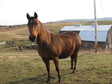 Cheval à St-Octave-de-Métis