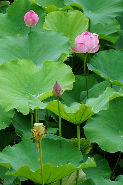 Le lotus dans toute sa splendeur