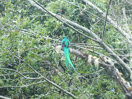 Le fabuleux Quetzal