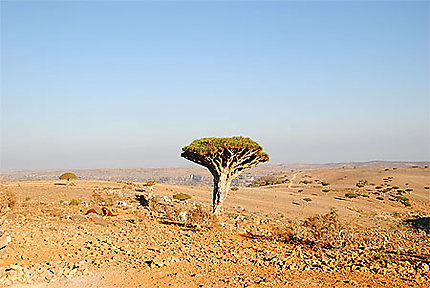 Dragonnier de Socotra