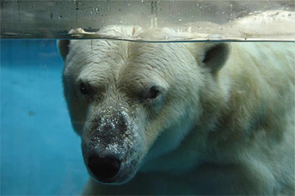 L'ours blanc au Zoo de La Flèche