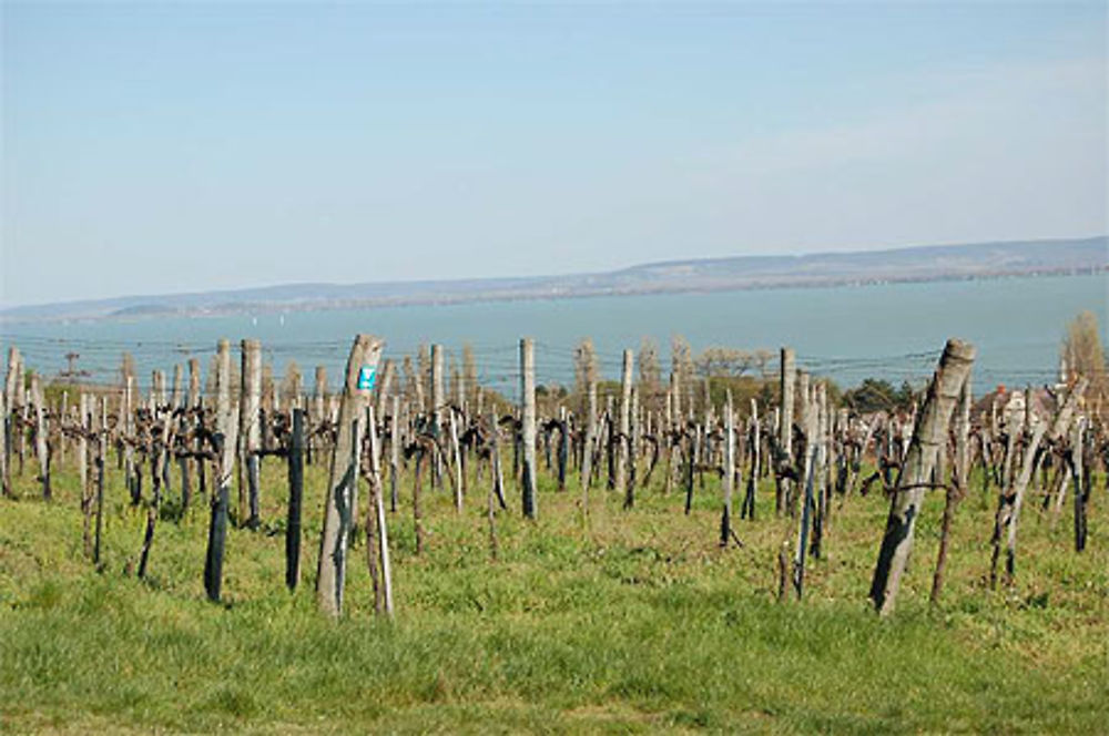 Vignes à Badacsony