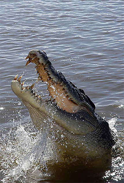 Crocodile d'eau salé dans l'Adelaide River