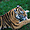 Les tigres du zoo de Saint-Félicien