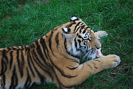 Les tigres du zoo de Saint-Félicien