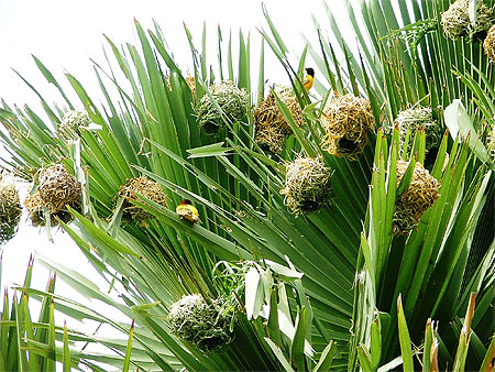 Tisserins Tisserins