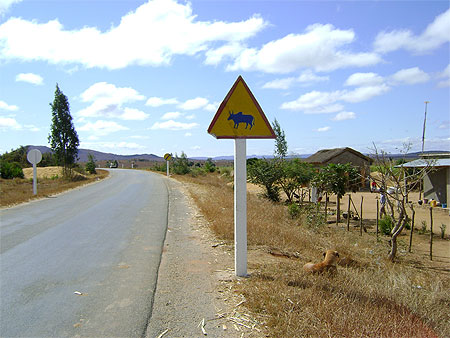 Chaque pays a ses signaux: le zébu Chaque pays a ses signaux: le zébu