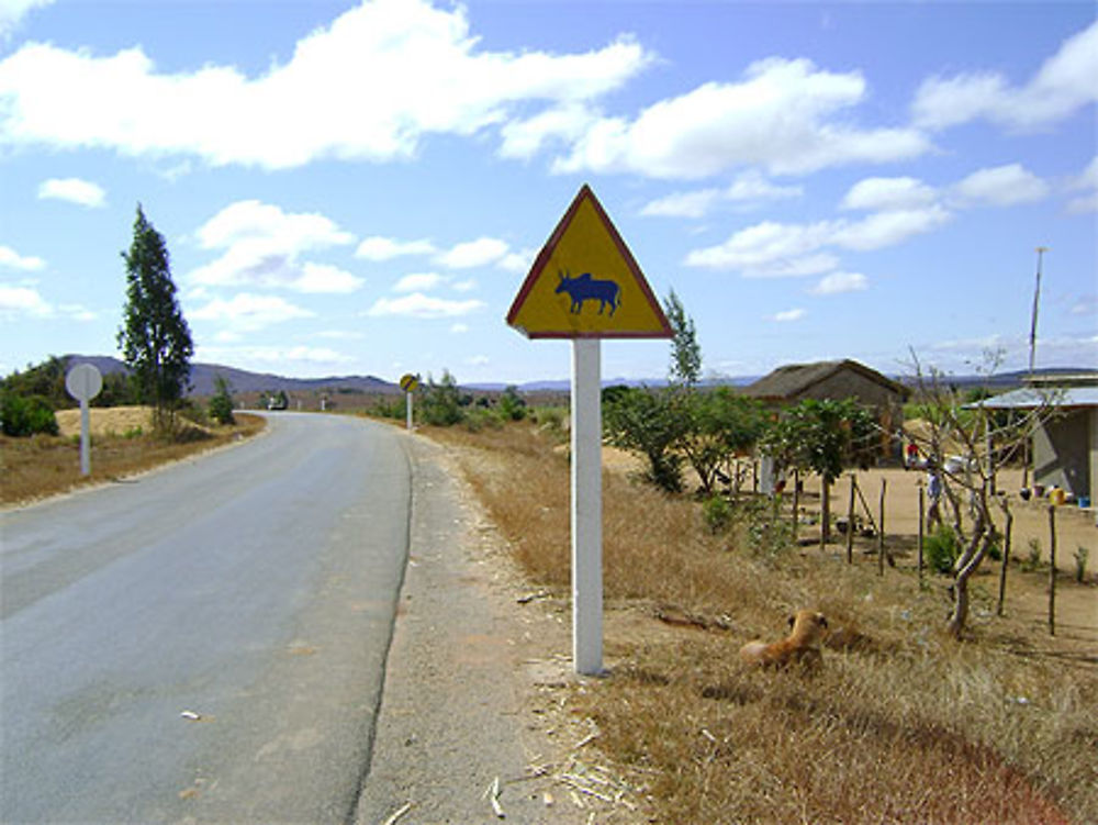 Chaque pays a ses signaux: le zébu